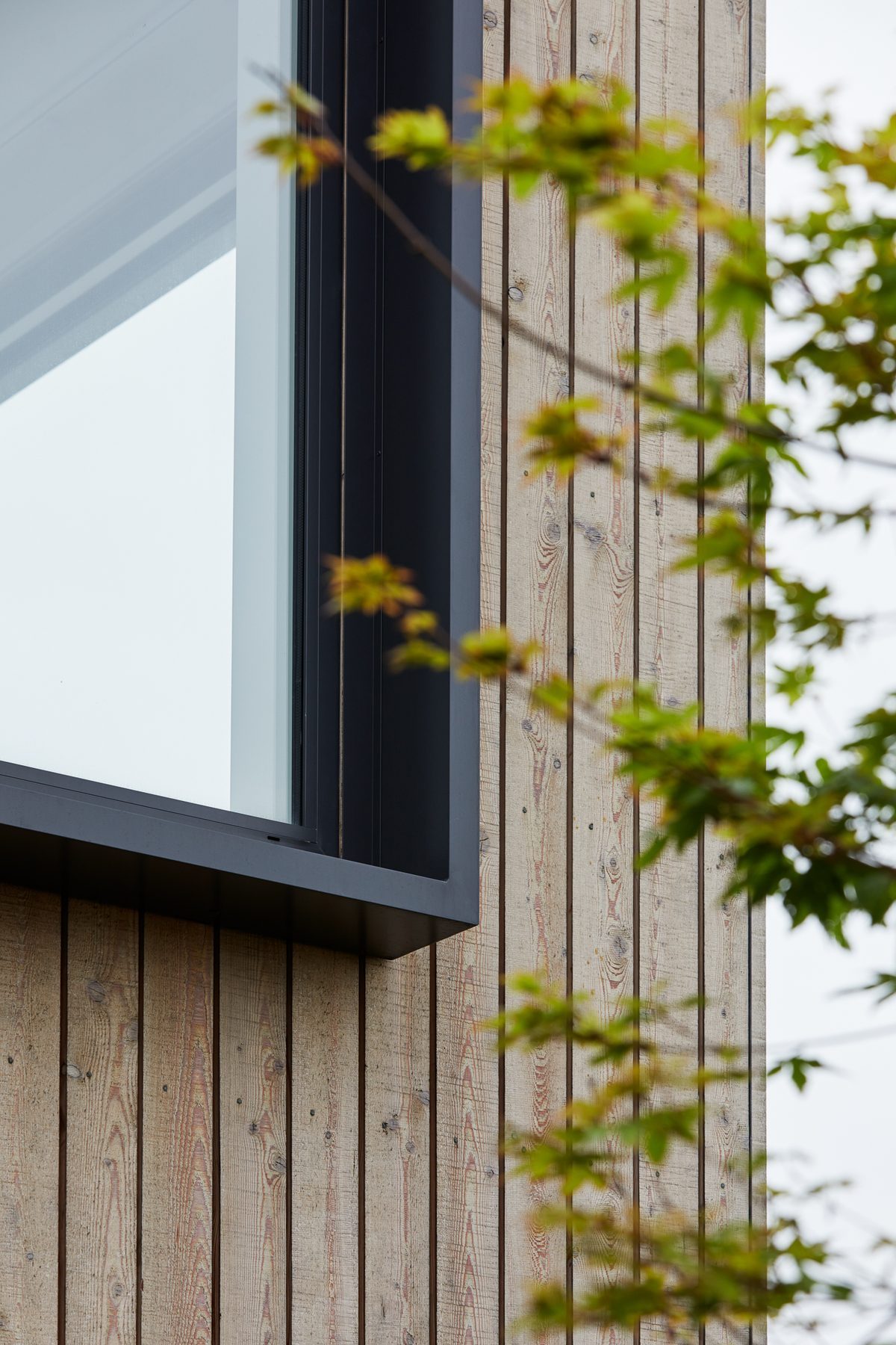 Larch and joinery detail through new leaves.